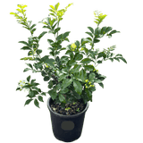 Murraya paniculata 20cm