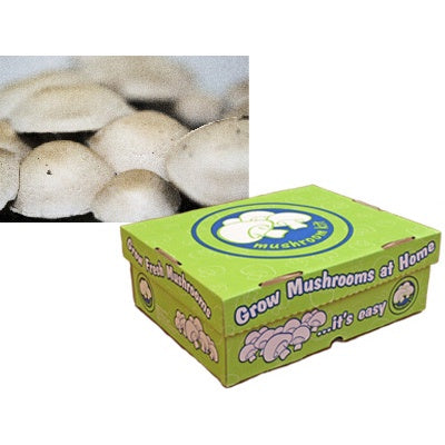 Mushroom Kit