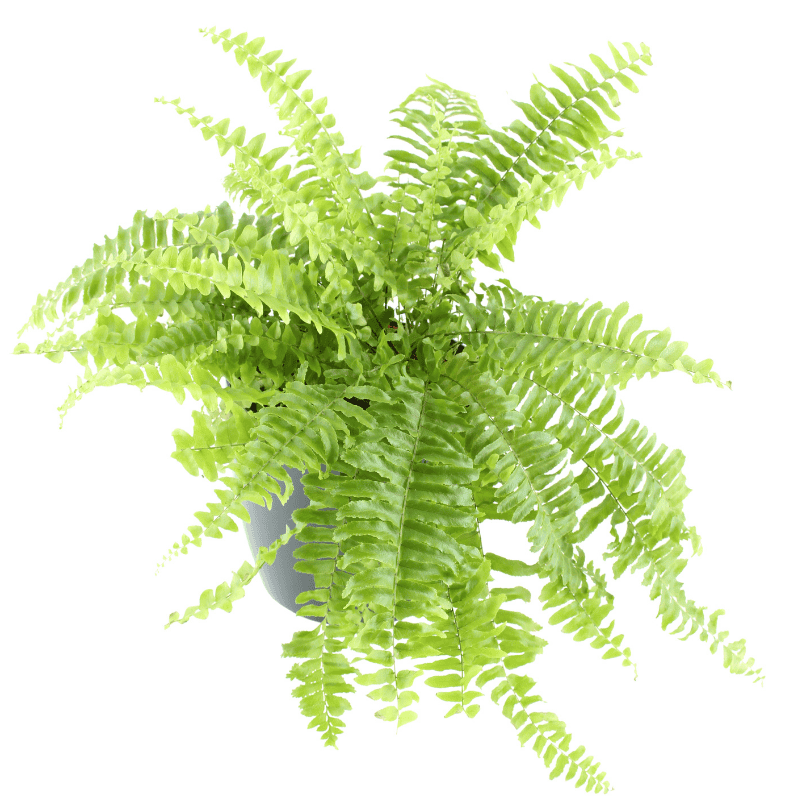 Nephrolepis Assorted - 20cm Basket