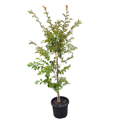 Lagerstroemia Natchez 33cm