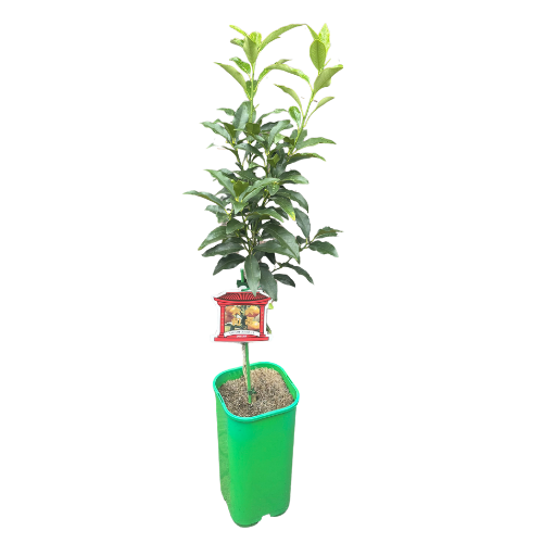 Cumquat Dwarf Nagami 17cm