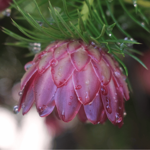 Protea nana Grafted 20cm