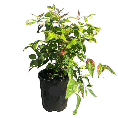 Nandina domestica Nana 14cm