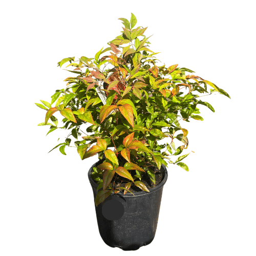 Nandina domestica Nana 20cm