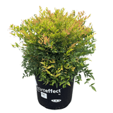Nandina Moon Bay 33cm
