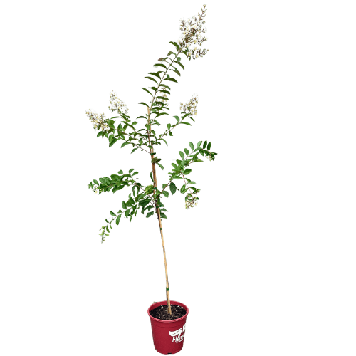 Lagerstroemia Natchez 25cm Tree
