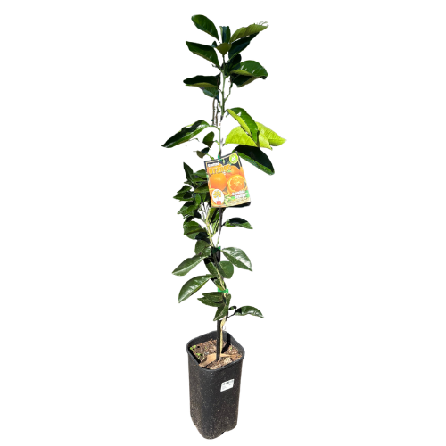 Orange Navelina Grafted 4 litre