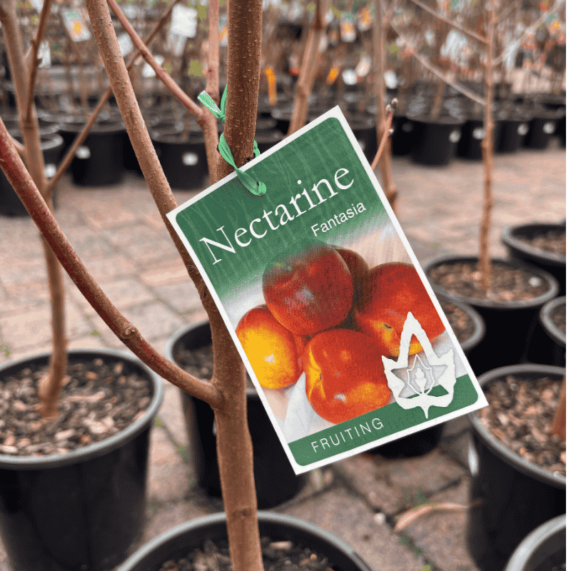 Nectarine Fantasia