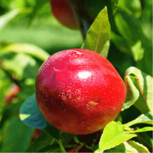 Nectarine Super Dwarf Sunset
