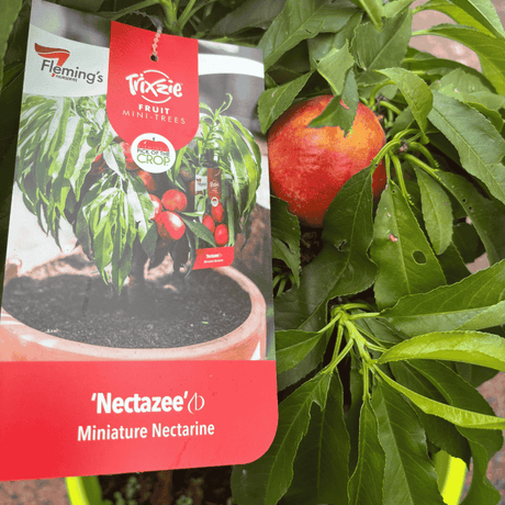 Nectarine Trixzie Nectazee 25cm