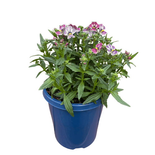 Nemesia Elite Orchid 15cm