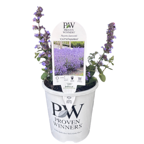 Nepeta Cat's Pajamas 14cm