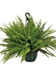 Nephrolepis Boston Fern 20cm Basket