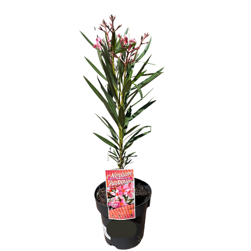 Nerium Mediterranean Rose Isabella 18cm