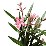 Nerium Mediterranean Rose Isabella 18cm