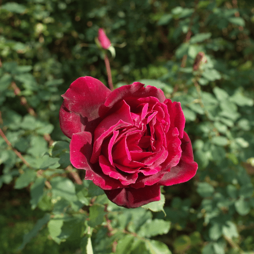 Rose New Papa Meiland 20cm