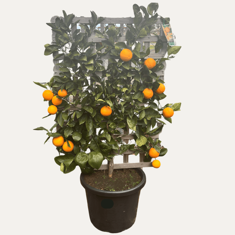Orange Valencia Espalier 50cm