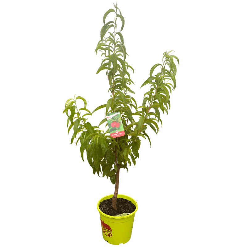 Nectarine OkeeDokee Mesembrine 25cm