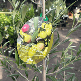 Olea Garden Harvest 25cm