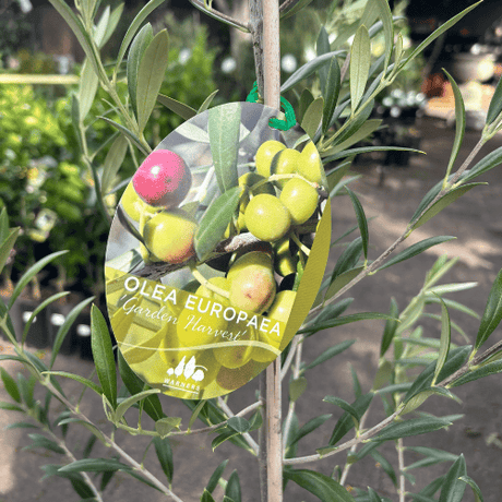 Olea Garden Harvest 25cm
