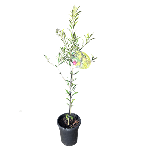 Olea Garden Harvest 17cm