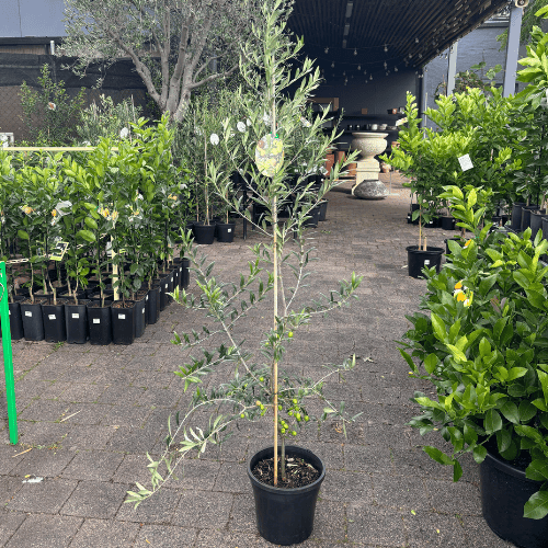 Olea Garden Harvest 25cm