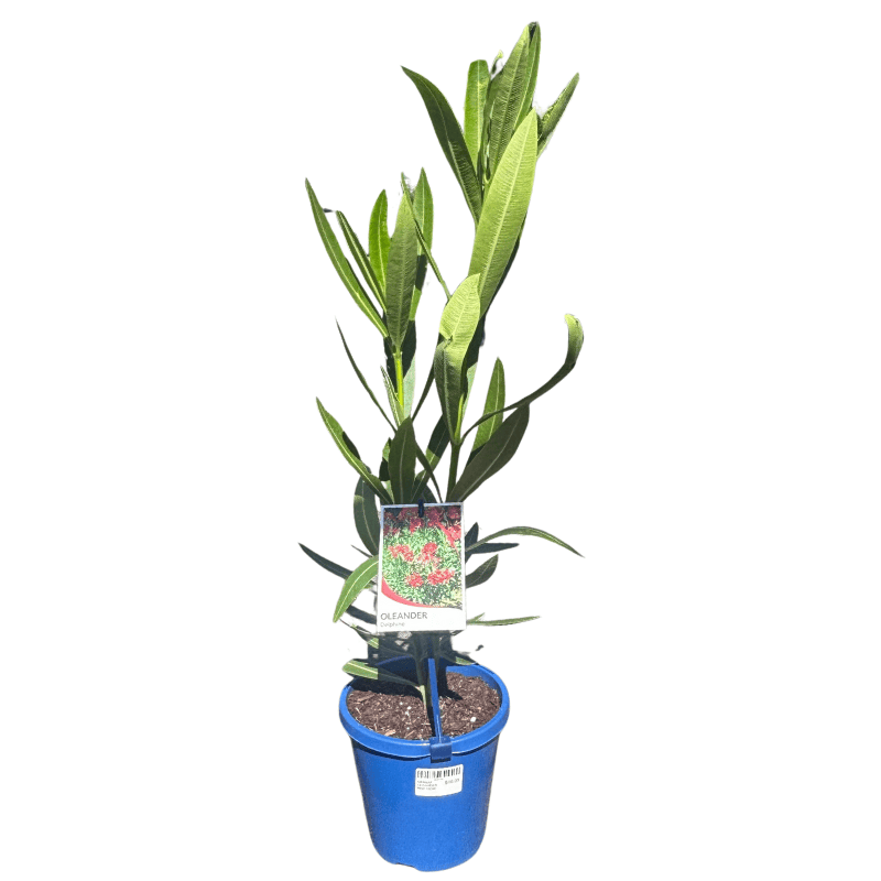 Nerium oleander Red 15cm