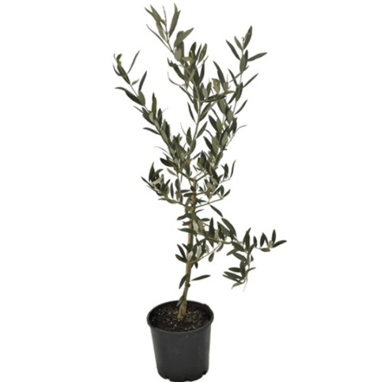 Olive Arbequina 20cm