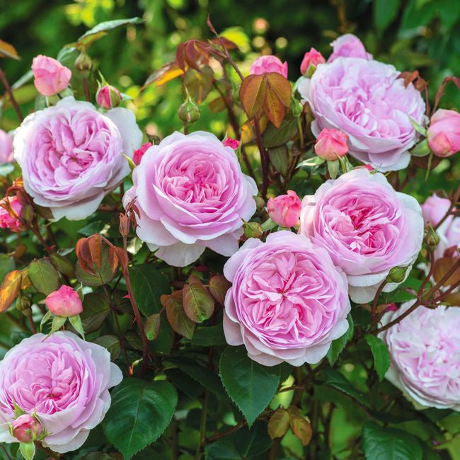 Rose Olivia Rose Austin 20cm