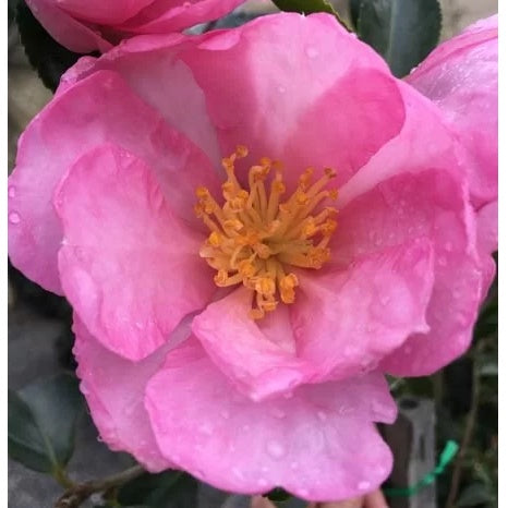Camellia Olivia 25cm