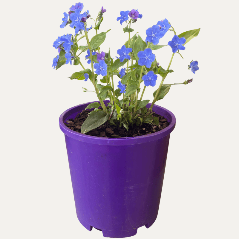 Omphalodes Cherry Ingram 14cm