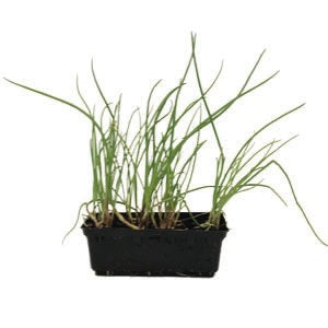 Onion Red Skin Punnet