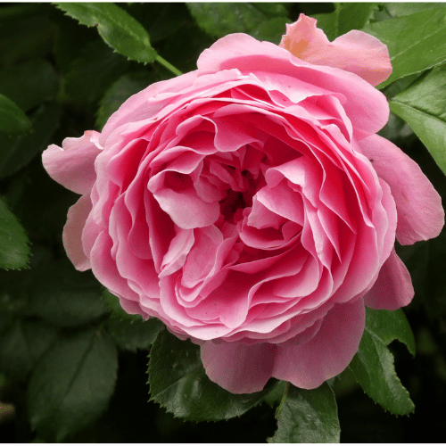 Rose Only You 20cm