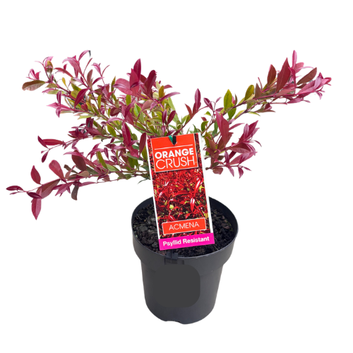 Acmena Orange Crush 18cm