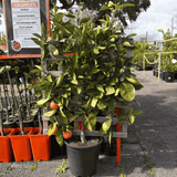 Orange Valencia Dwarf Espalier 25cm