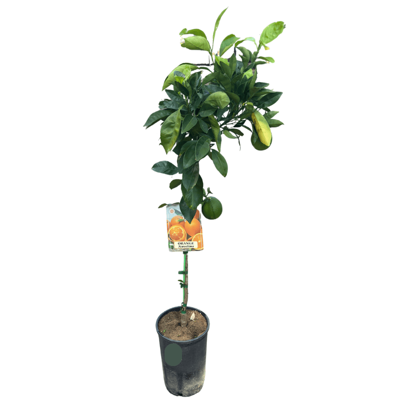 Orange Navelina 17cm