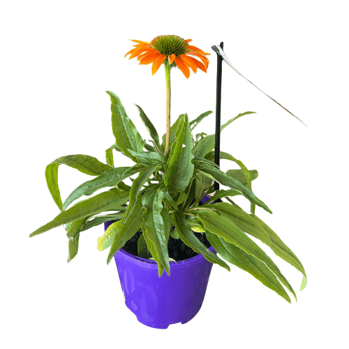 Echinacea 'Orange Sky' 14cm