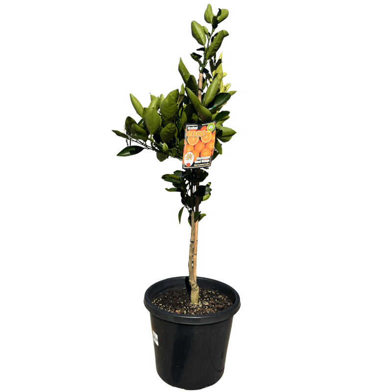 Orange Washington Navel 33cm