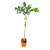 Orange Cara Cara Navel 17cm