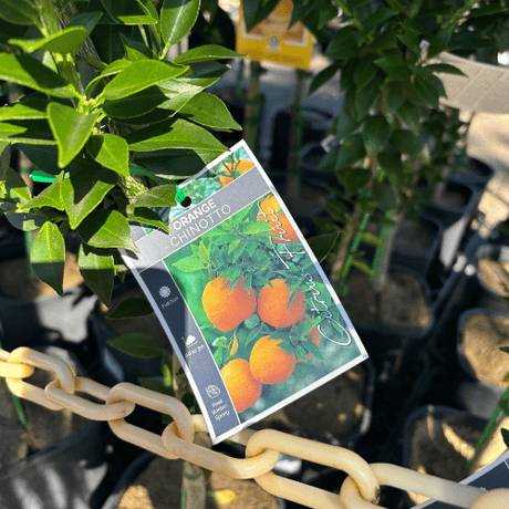Orange Chinotto 17cm