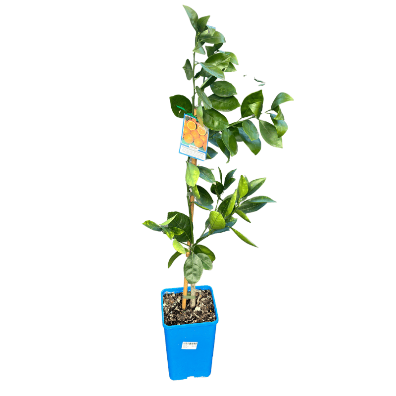 Orange 'Washington' Dwarf 17cm