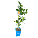 Orange 'Washington' Dwarf 17cm