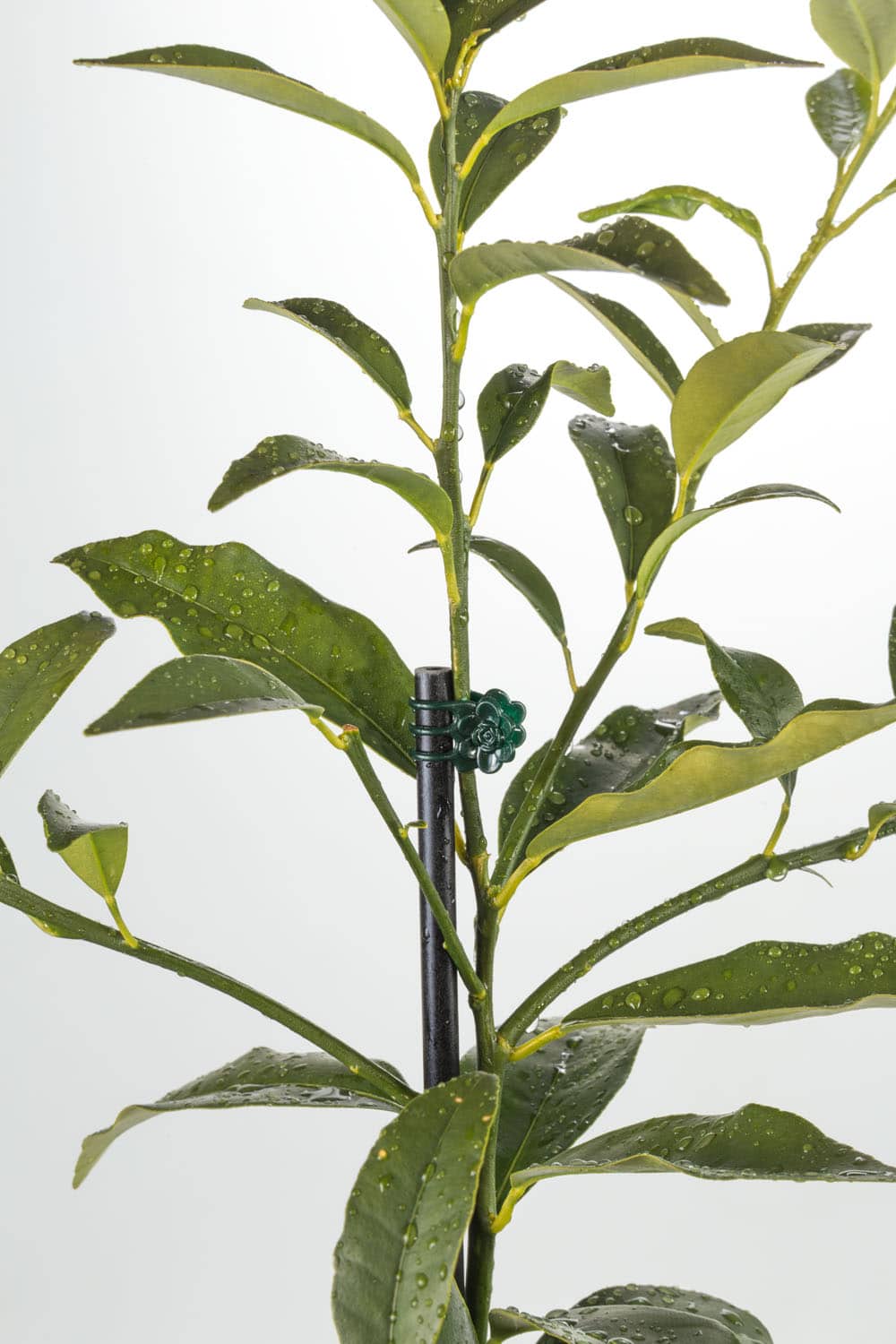 Orchid Clips - Pack of 20