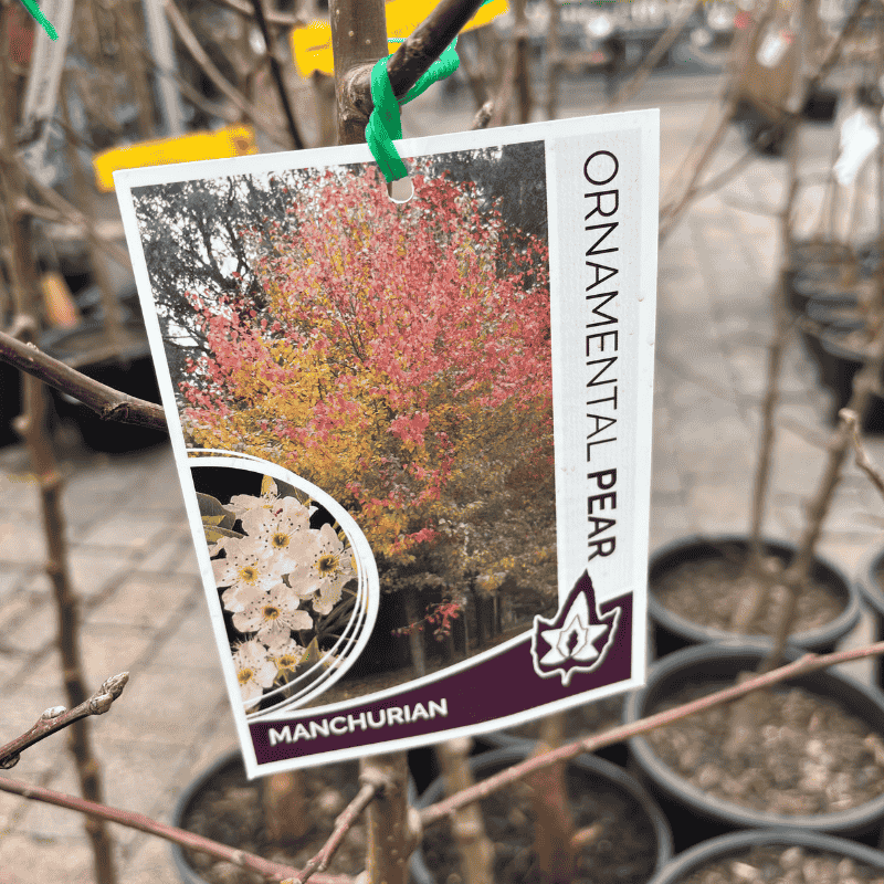 Pyrus ussuriensis Size 1