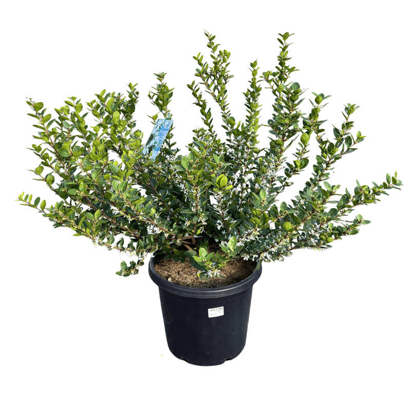 Osmanthus Heaven Scent 30cm