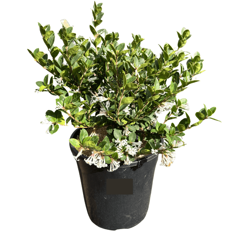 Osmanthus Heaven Scent 20cm