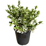 Osmanthus Heaven Scent 20cm