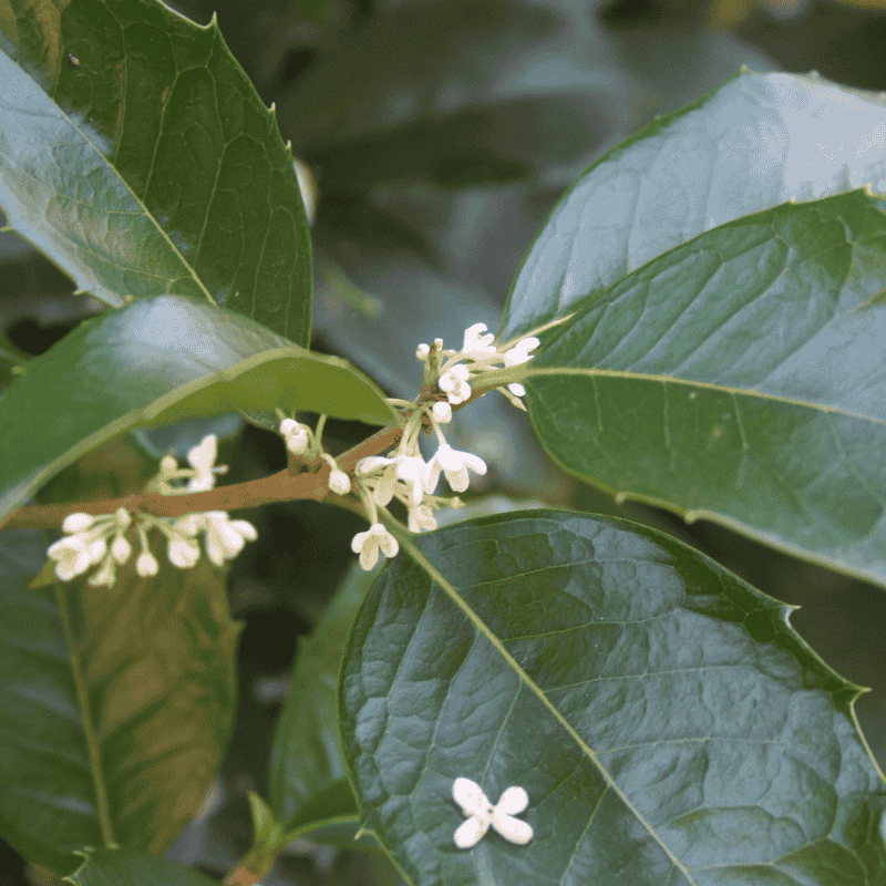Osmanthus Heaven Scent 20cm