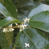 Osmanthus Heaven Scent 20cm