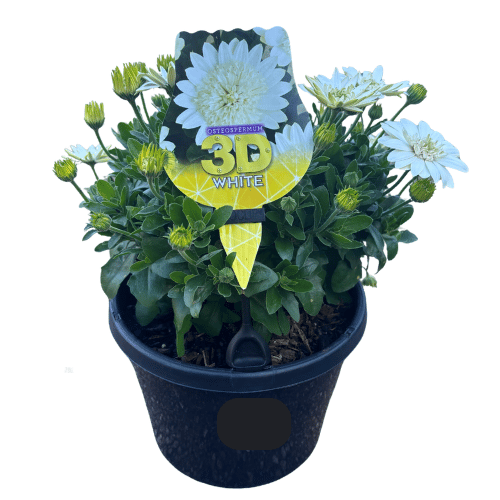 Osteospermum 3D White 20cm
